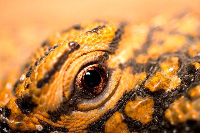 Uromastyx acanthinura nigriventris reptiel reptielen reptile reptiles hagedis lizard lezard kikker frog grenouille pad toad crapaud krokodil crocodile schildpad turtle tortue